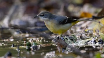 greywagtail.jpg