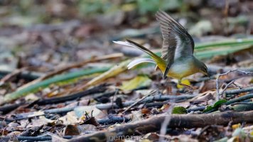 greywagtail_02.jpg
