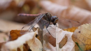 Herbstlibelle2.jpg