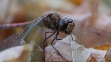 Herbstlibelle.jpg