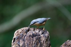 309A9990-DxO_Nuthatch_iso51k_full_reduced.jpg