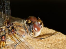 3R3A4021-DxO_Darter_Dragonfly_eyes_resolved_crop.jpg
