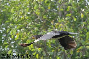 cormorant_2023_04.JPG
