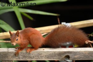 squirrel_2023_01.JPG