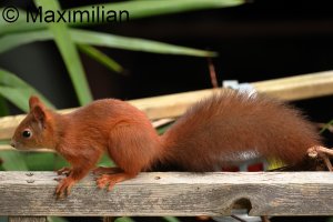 squirrel_2023_02.JPG
