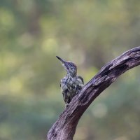 European green woodpecker TMI.jpg