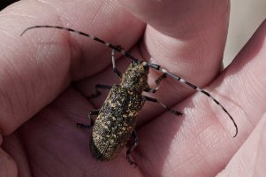 Pine sawyer beetle DSC_9051_DxO.jpg