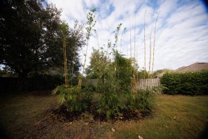 LRC no corrections bamboo.jpg