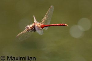 darter_vag_2023_05.JPG