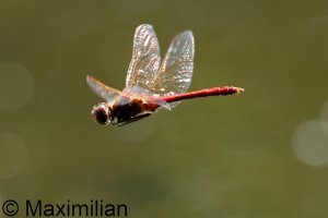 darter_vag_2023_06.JPG