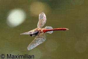 darter_vag_2023_07.JPG