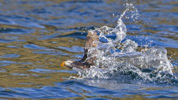 HB 20230808_51A7056_DxO-Bearbeitet.JPG