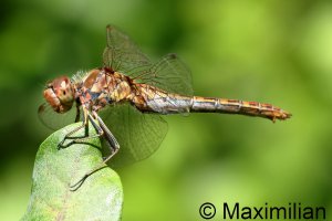 darter_vag_2023_08.JPG