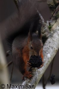 squirrel_2023_03.JPG