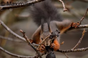squirrel_2023_06.JPG