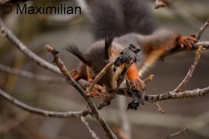 squirrel_2023_07.JPG