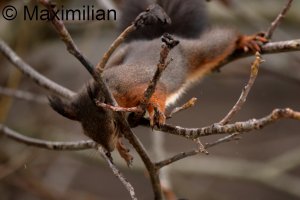 squirrel_2023_08.JPG