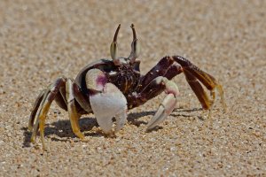Ocypode ceratophthalma - Horned ghost crab  6_DxO.jpg