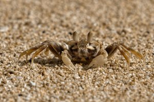 Ocypode pallidula - Pallid Ghost Crab 4_DxO-1.jpg