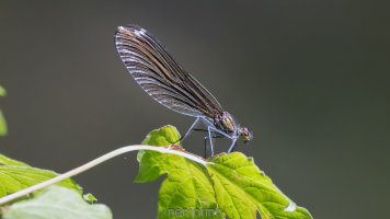 Calopteryx virgo_02.jpg