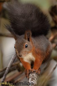 squirrel_2023_09.JPG