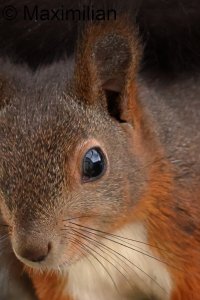 squirrel_2023_09_d.JPG