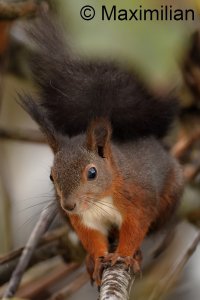 squirrel_2023_10.JPG