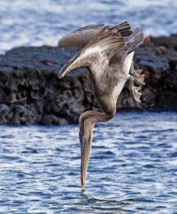 3Q7A5312-DxO_pelican_diving_beak_about to_hit-1.jpg