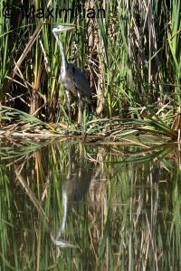 heron_2023_11.JPG