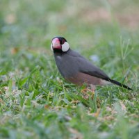 DSC_6766_DxO.jpg