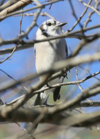 5D3_5001-topaz-enhance-1.6x - Copy.JPG