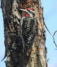 5D3_4746-topaz-sharpen - Copy.JPG