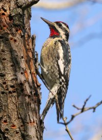 5D3_4791 picasa crop ps3 fix-topaz-enhance-1.7x - Copy.jpg