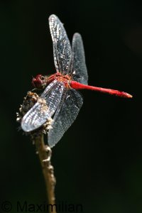 darter_rud_2023_18.JPG