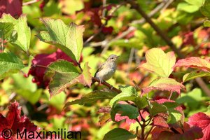 chiffchaff_2023_01.JPG