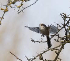 309A0358-DxO_longtailed_tit-te-3.8x.jpeg