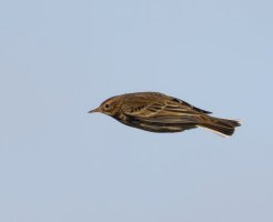 309A0684-DxO_Meadow_Pipit_flying-te-3.8x.jpeg