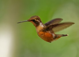 2B4A3045-DxO_female_purple-throated-woodstar_hummingbird_flying.jpg