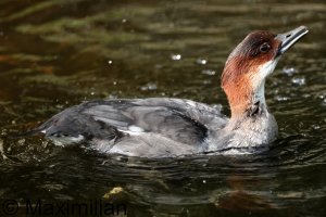 smew_2023_01.JPG
