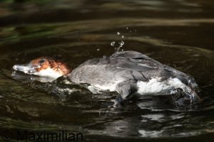 smew_2023_02.JPG