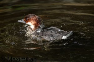 smew_2023_03.JPG