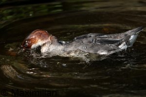 smew_2023_04.JPG