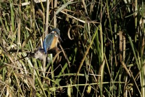 20231128 1241 49 Nederland Amersfoort - Canon EOS R8 - RF100-400mm F5.6-8 IS USM at 400 mm  -...jpeg
