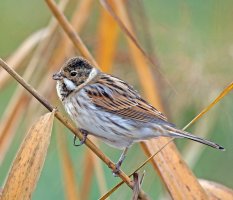 309A0801-DxO_Reed_Bunting_bg_SH_Aut.jpg