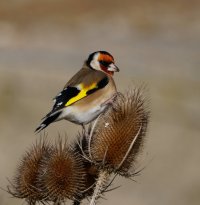 309A7148-DxO_Goldfinch-lsss.jpeg