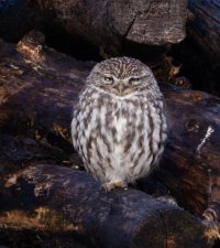 309A0977-DxO_Little_Owl_800mm-lsss.jpeg