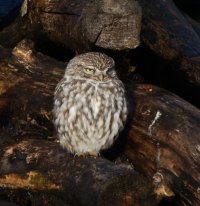 309A1025-DxO_Little_Owl_1000mm-lsss.jpeg