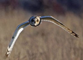 309A7516-DxO_Shorteared_Owl-lsssSHaut.jpg