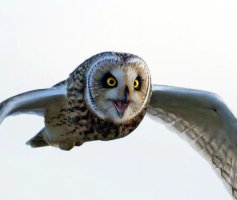 309A7524-DxO_Shorteared_Owl_screeching-lsssSHaut_CROP.jpg