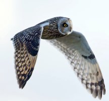 309A7536-DxO_Shorteared_Owl+large-lssmSHaut.jpg